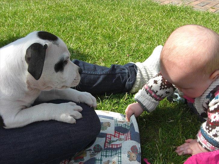 Staffordshire bull terrier Buster - Buster og min datter Lærke billede 9