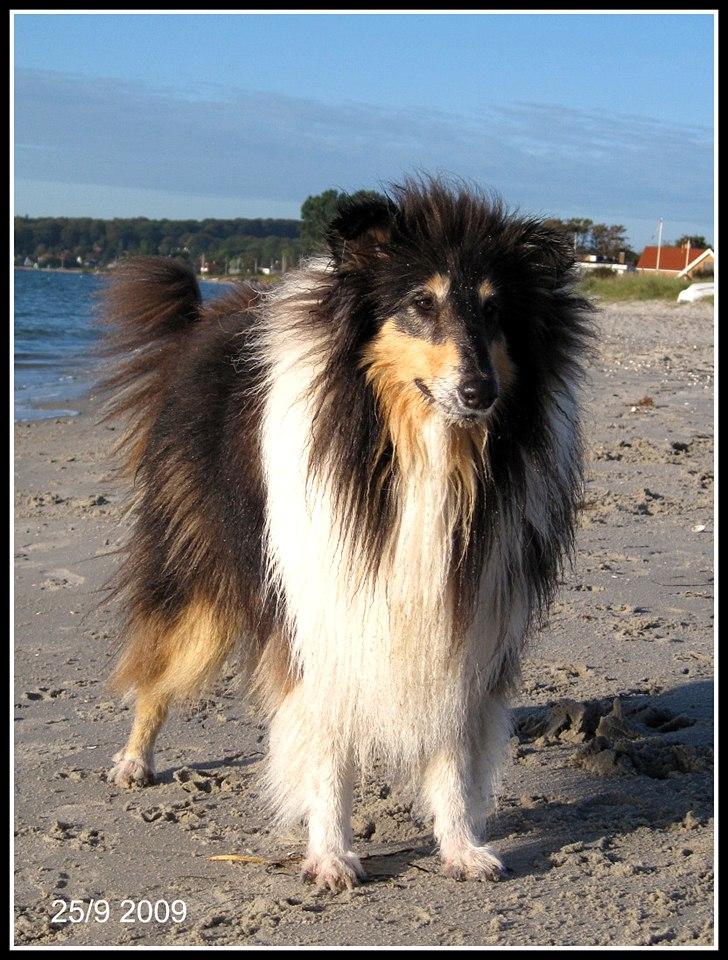 Collie langhåret Frida billede 20