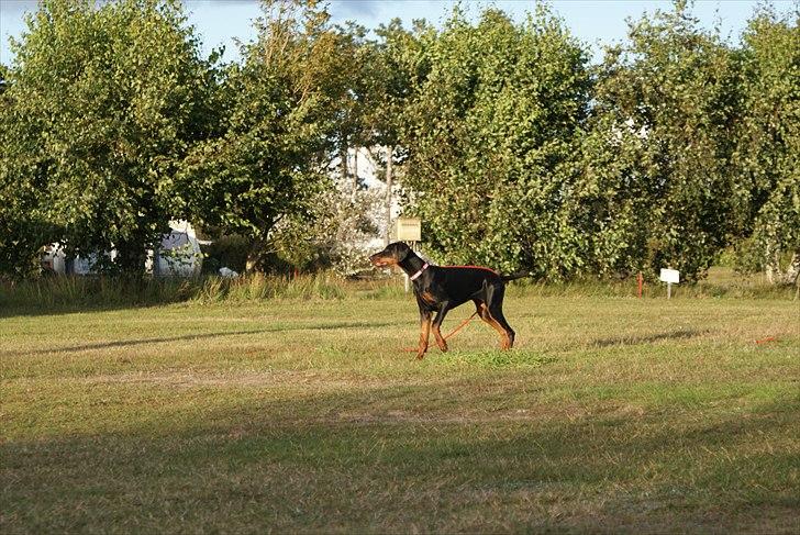 Dobermann Dobergaarden F Chikita billede 19
