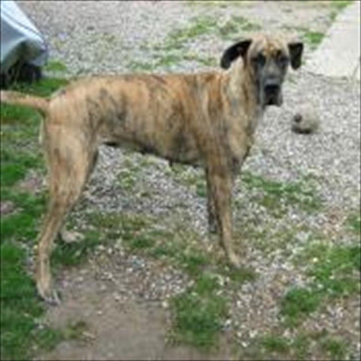 Grand danois Kiwa (aflivet D.18/10-2013) billede 4