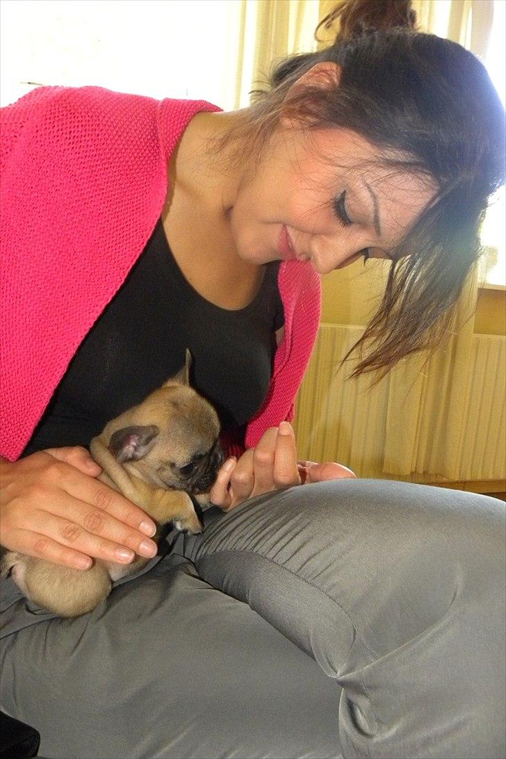 Fransk bulldog Muttley - 8 uger billede 3