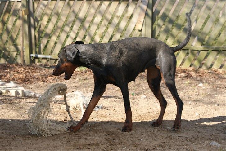 Dobermann Dobergaarden F Chikita billede 20