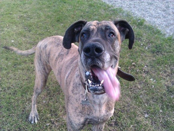 Grand danois Kiwa (aflivet D.18/10-2013) billede 2