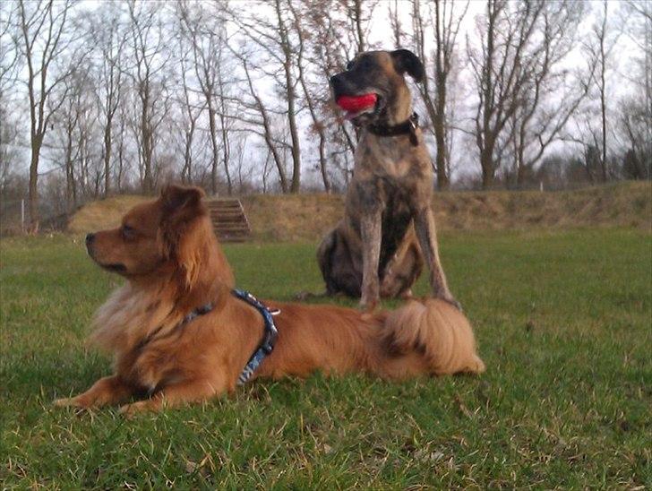 Grand danois Kiwa (aflivet D.18/10-2013) billede 3