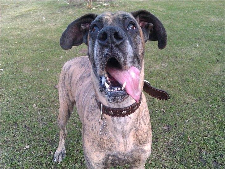 Grand danois Kiwa (aflivet D.18/10-2013) billede 1