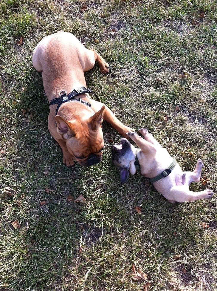 Fransk bulldog Muttley - 11 uger - leger med en ældre FB billede 4