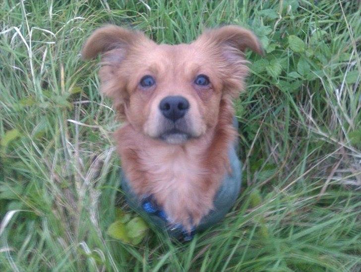 Blanding af racer Loui aka Louise - min smukke hund <3  billede 4