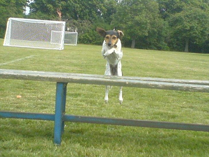 Dansk svensk gaardhund Freja - hun springer over en  bænk billede 3