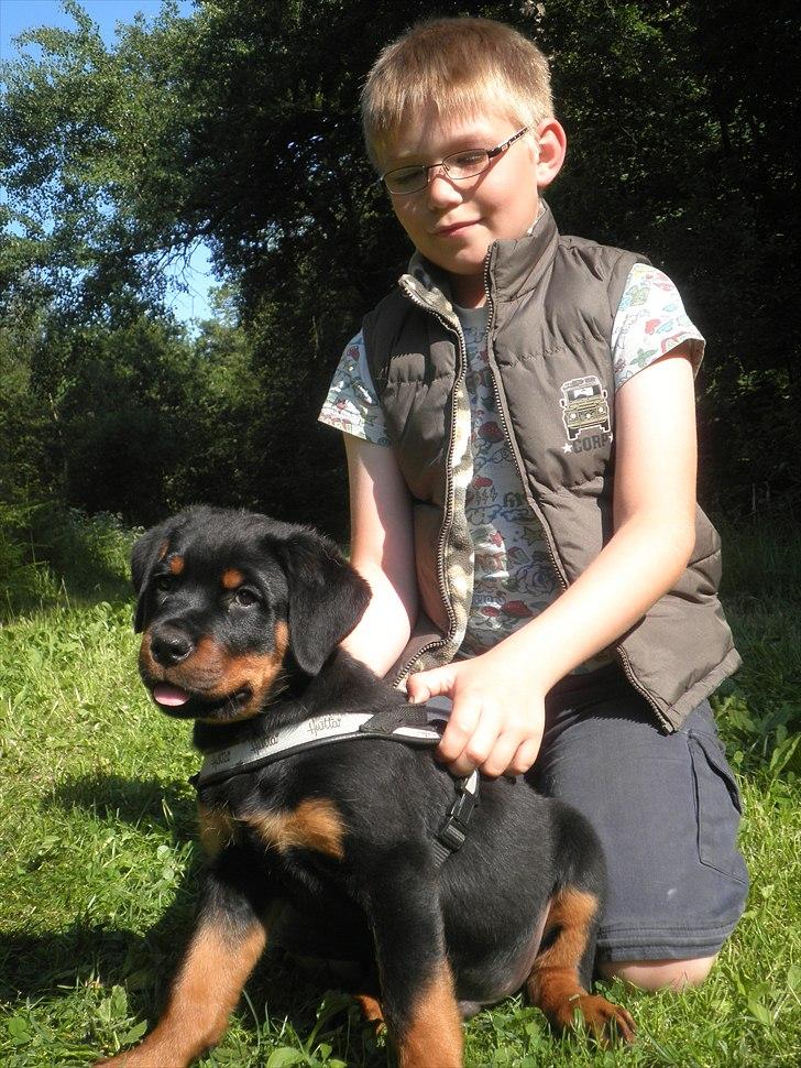 Rottweiler Amarni billede 6