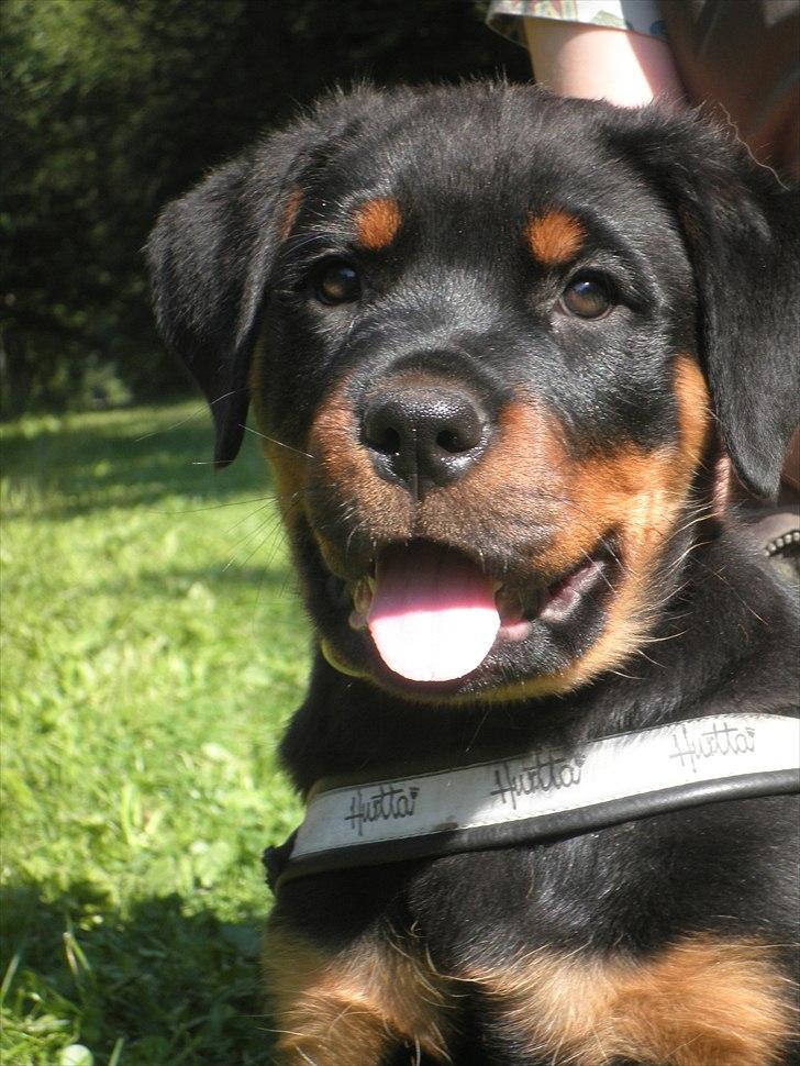 Rottweiler Amarni billede 7