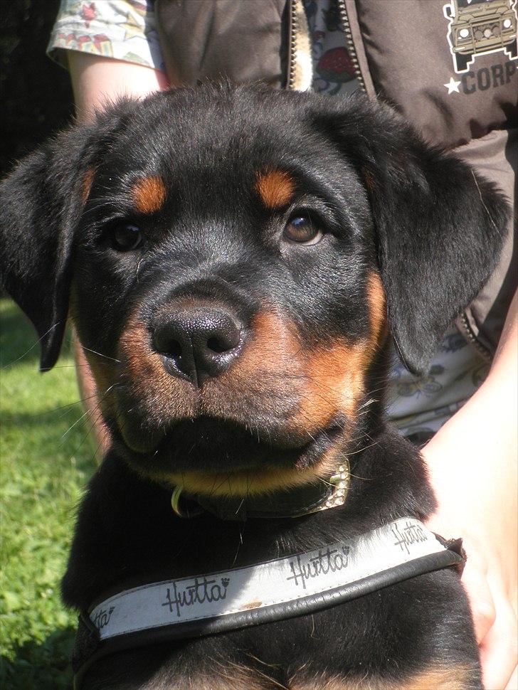 Rottweiler Amarni billede 8