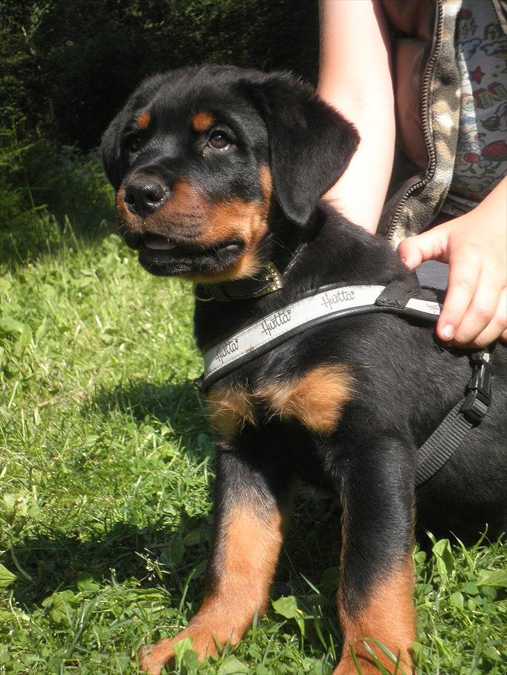 Rottweiler Amarni billede 9