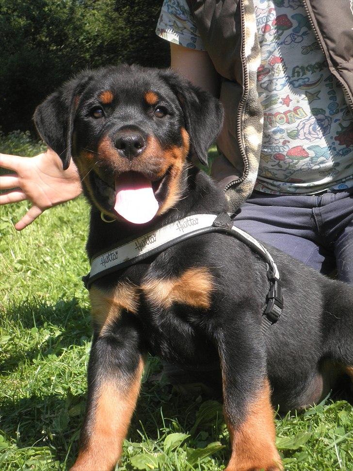 Rottweiler Amarni billede 10
