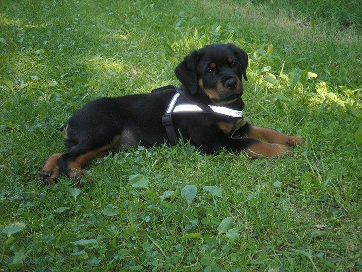 Rottweiler Amarni billede 11