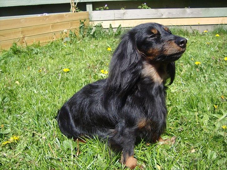 Miniature gravhund Jasmin billede 9