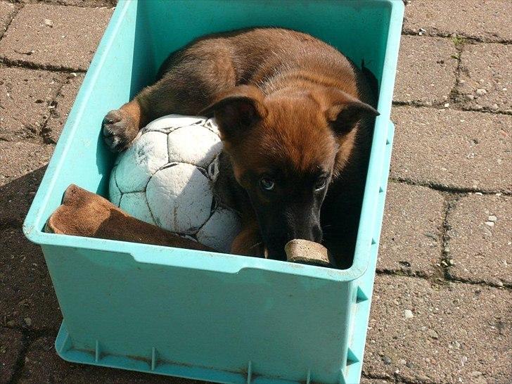 Malinois Daneskjold Asti billede 4