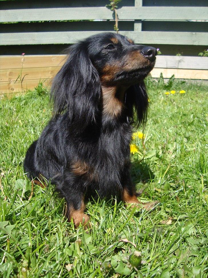 Miniature gravhund Jasmin billede 11