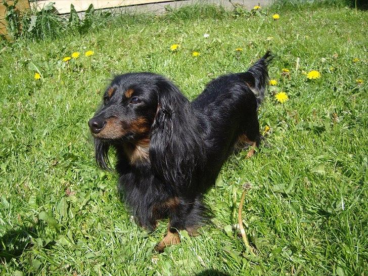 Miniature gravhund Jasmin billede 12