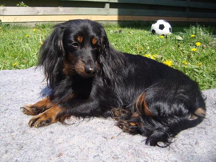 Miniature gravhund Jasmin billede 2