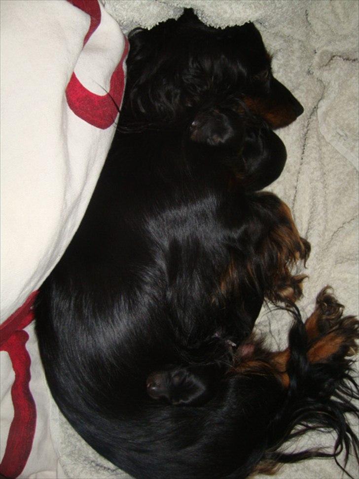 Miniature gravhund Jasmin billede 15