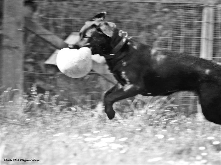 Blanding af racer Dobby <3 - „Det du leger ind i hunden, vil den frivilligt gøre igen. Det du tvinger ind i den, skal du tvinge den til at gøre igen.“ billede 7