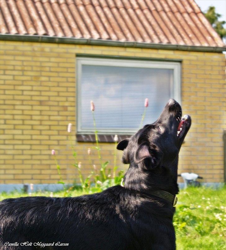 Blanding af racer Dobby <3 - „Friendship is a single soul living in two bodies.“ billede 8