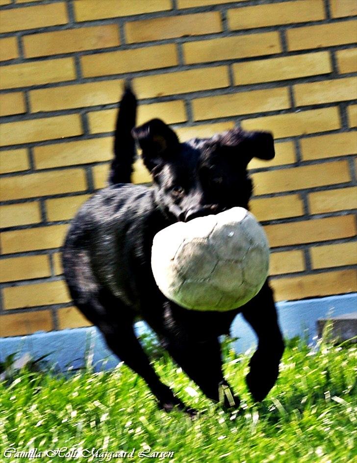 Blanding af racer Dobby <3 - „True friends are always together in the spirit.“ billede 9