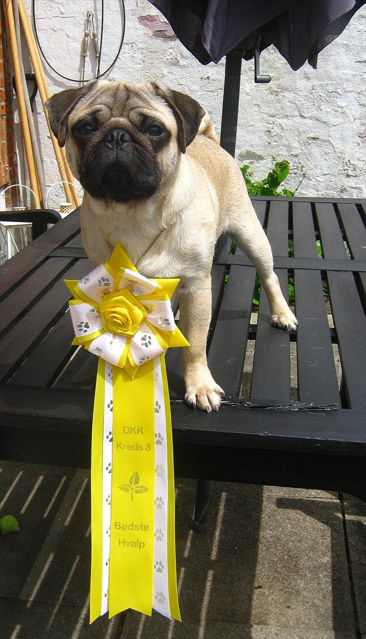 Mops Del Sur Andalusi Pikachu - BIS 3 hvalp til sommer skuet i Årslev 
2011 billede 5