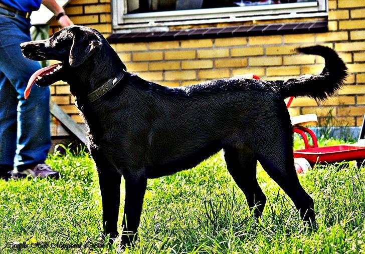 Blanding af racer Dobby <3 - „Gode venner er som stjerner. Man kan ikke altid se dem, men man ved de altid er der.“ billede 10