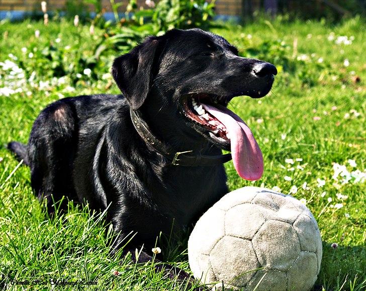 Blanding af racer Dobby <3 - „Fællesskab fødes når jeg bliver til os.“ billede 12