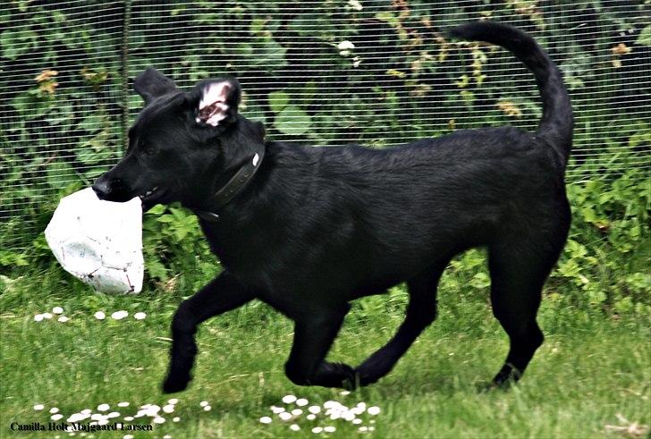 Blanding af racer Dobby <3 - „Gode venner kan lave alting sammen, men kun de bedste venner er istand til at lave ingenting sammen.“ billede 13