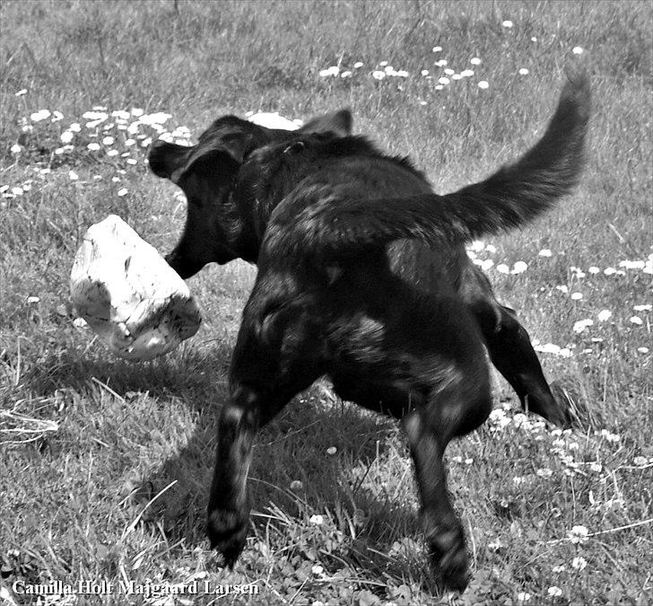 Blanding af racer Dobby <3 - „Gå ikke foran mig måske vil jeg ikke følge dig. Gå ikke bagved mig måske vil jeg ikke føre an. Gå ved siden af mig og vær blot min ven.“ billede 14