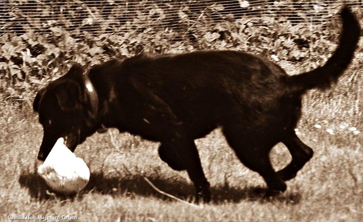 Blanding af racer Dobby <3 - „Hvis du bad mig råbe ud til hele verden at jeg elsker dig, så ville jeg bare hviske det i dit øre, for du er hele min verden..“ billede 15