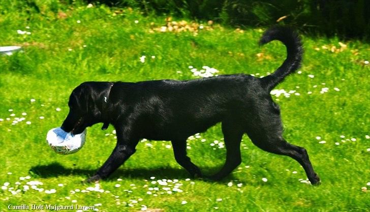 Blanding af racer Dobby <3 - „De bedste og smukkeste ting i verden kan hverken ses eller røres, de må opleves med hjertet.“ billede 16