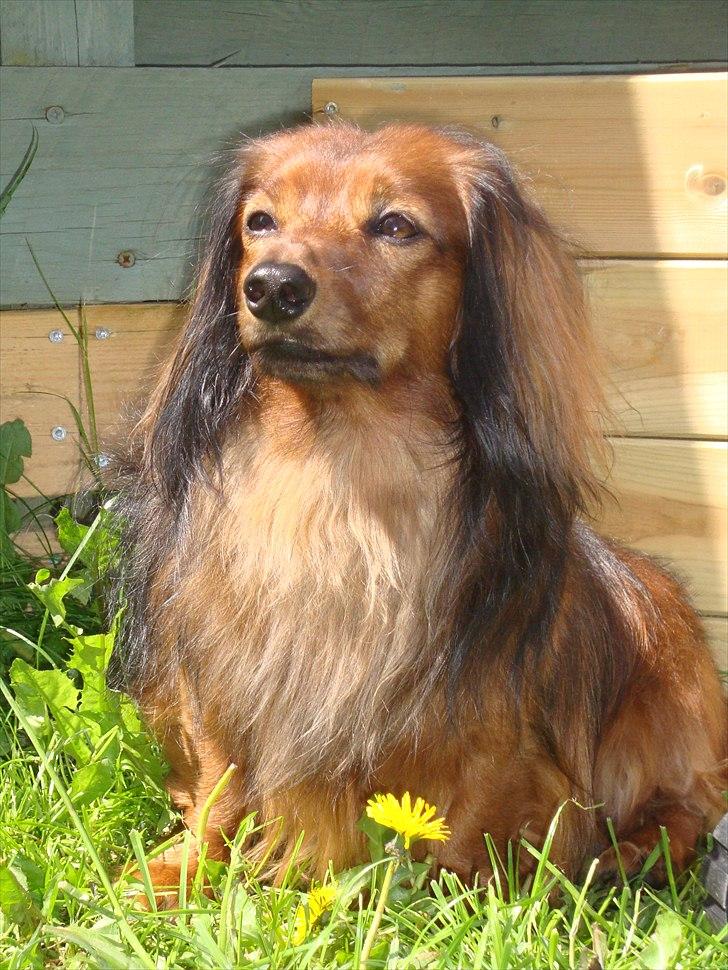 Dværggravhund King Kong billede 2