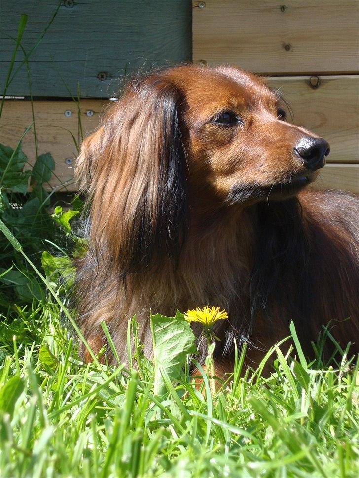 Dværggravhund King Kong billede 16