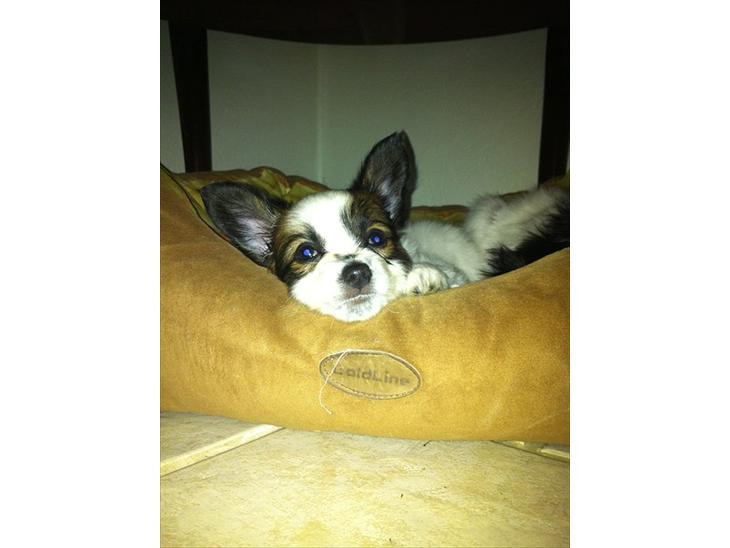 {{currentPhoto.altText}} billede {{currentPhoto.number}}