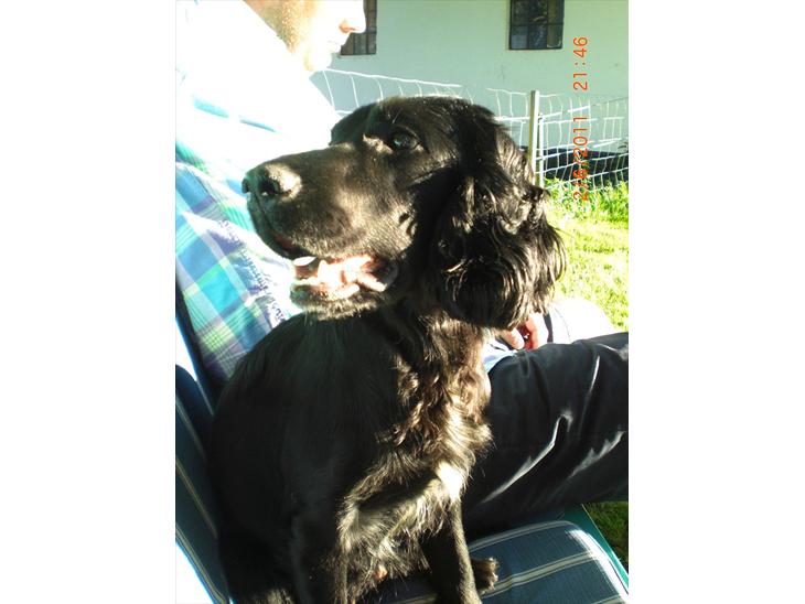 Cocker spaniel Thyra billede 1