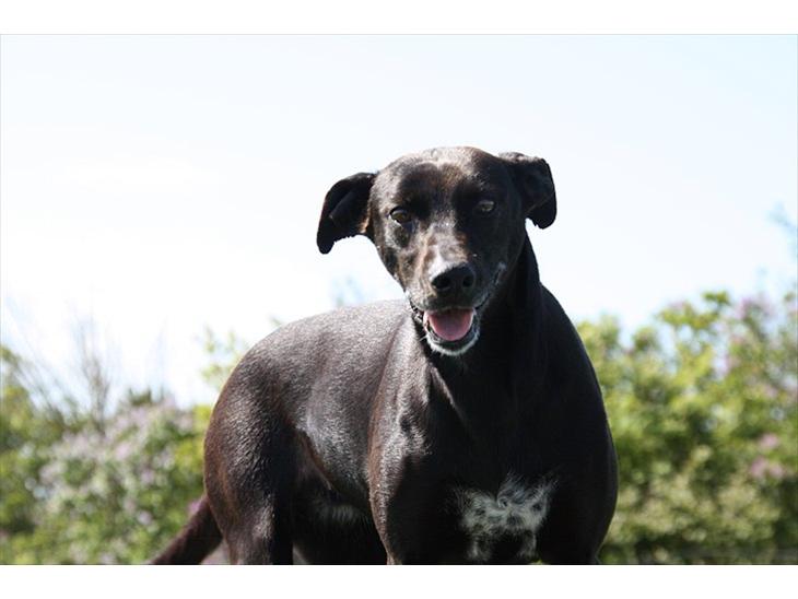 Blanding af racer Lassie - Lassie-pigen billede 1