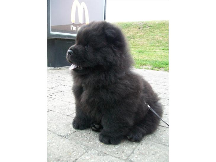 {{currentPhoto.altText}} billede {{currentPhoto.number}}