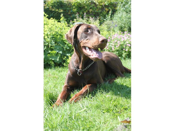 Dobermann RD Attractive Anastacia - 12 mdr billede 1