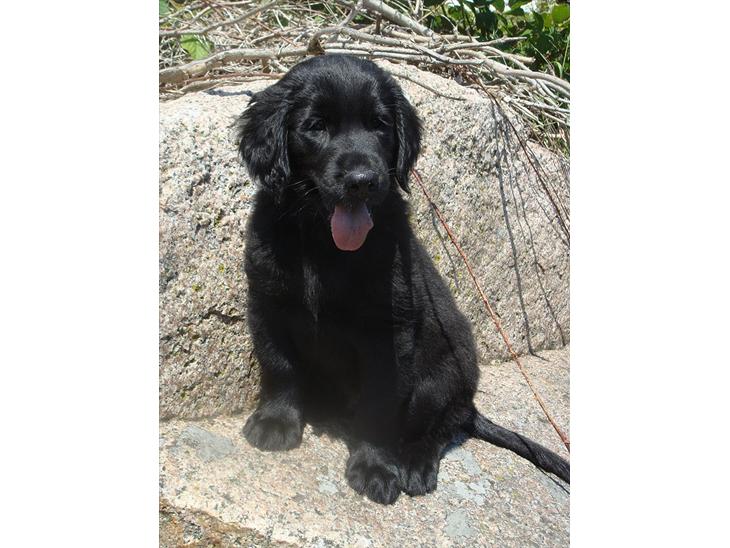 Flat coated retriever Konrad <3 - velkommen til Konrad's profil! 
håber i synes om billederne, og smid meget gerne en kommentar og en bedømmelse på vejen <3 billede 1