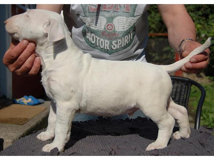 {{currentPhoto.altText}} billede {{currentPhoto.number}}