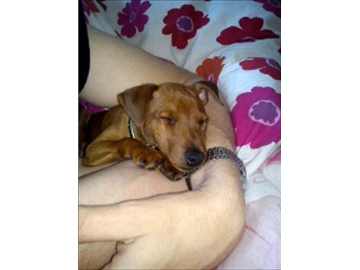 Dvaergpinscher Joey billede 1
