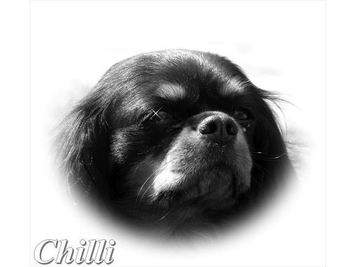 Cavalier king charles spaniel - Chilli - 3 år billede 1