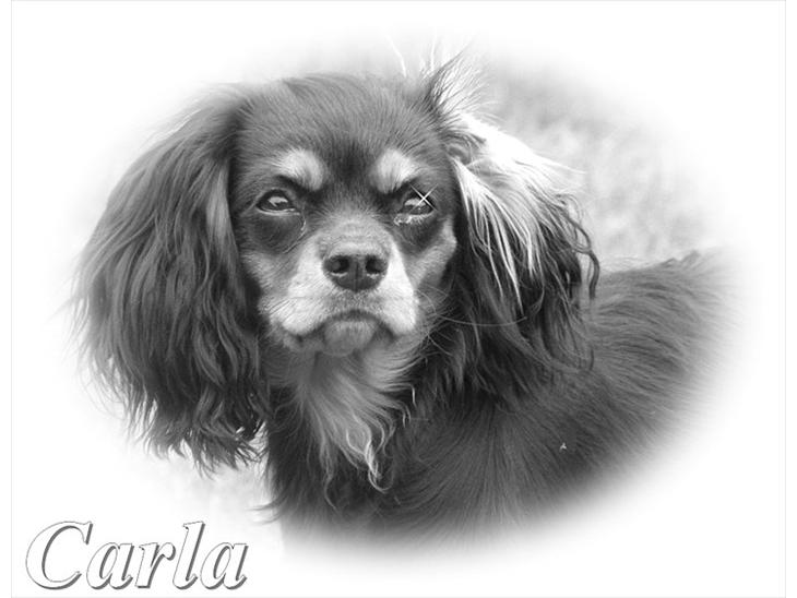 Cavalier king charles spaniel - Carla - 1 år billede 1