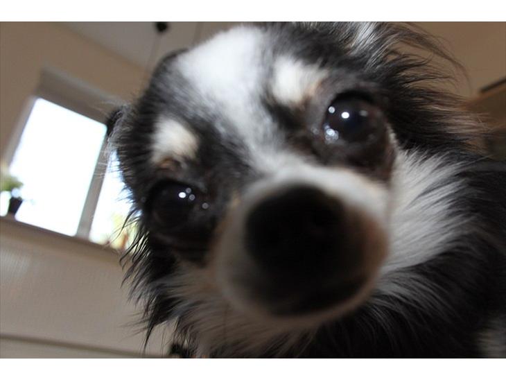 {{currentPhoto.altText}} billede {{currentPhoto.number}}