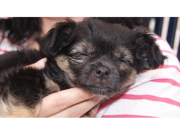 Chihuahua Berta billede 1