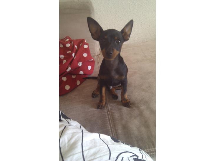 Dvaergpinscher Joey billede 1