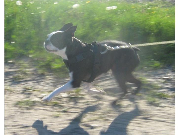 Boston terrier Kaj - En almindelig gåtur i fri trav billede 1